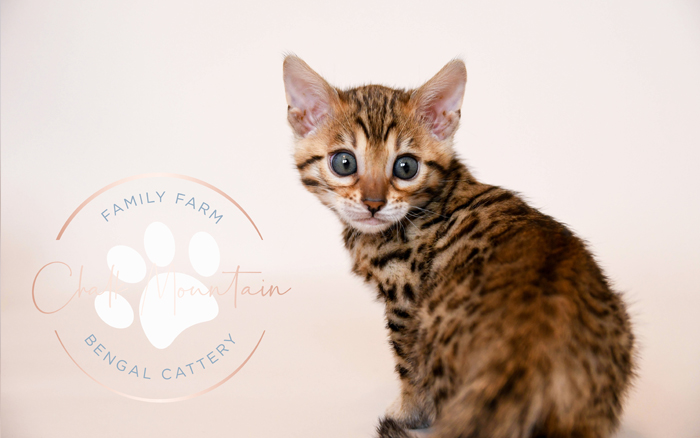 Bengal kitten for sale